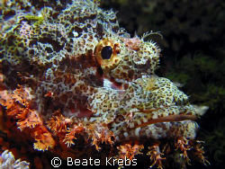 Here's looking at you, kid > scorpionfish during a nightd... by Beate Krebs 